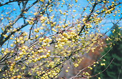 Winter Gold Flowering Crab (Malus 'Winter Gold') at A Very Successful Garden Center
