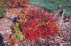 Dakota Goldcharm Spirea (Spiraea japonica 'Mertyann') at Stonegate Gardens