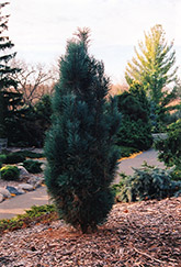 Spaan's Fastigiate Scotch Pine (Pinus sylvestris 'Spaan's Fastigiata') at A Very Successful Garden Center