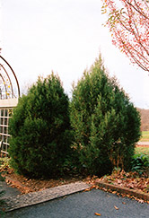 Cologreen Juniper (Juniperus scopulorum 'Cologreen') at A Very Successful Garden Center
