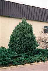 Welch Juniper (Juniperus scopulorum 'Welchii') at Stonegate Gardens
