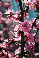 Flowering Plum (Prunus triloba) at A Very Successful Garden Center