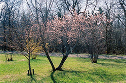 M604 Apricot (Prunus mandshurica 'M604') at A Very Successful Garden Center