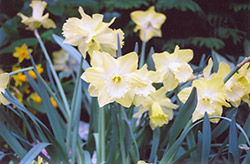Spellbinder Daffodil (Narcissus 'Spellbinder') at Stonegate Gardens