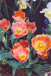 Apricot Beauty Tulip (Tulipa 'Apricot Beauty') at A Very Successful Garden Center