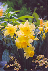 Rejnveld's Early Sensation Daffodil (Narcissus 'Rejnveld's Early Sensation') at A Very Successful Garden Center