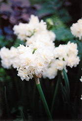 Erlicheer Daffodil (Narcissus 'Erlicheer') at A Very Successful Garden Center