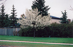 Ussurian Pear (Pyrus ussuriensis) at Stonegate Gardens
