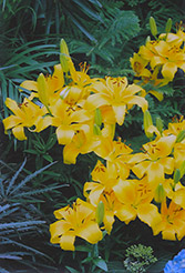 Medallion Lily (Lilium 'Medallion') at Lakeshore Garden Centres