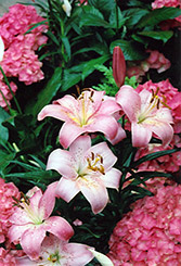 Magento Lily (Lilium 'Magento') at A Very Successful Garden Center