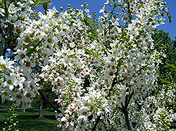 Yellowhorn (Xanthoceras sorbifolium) at Stonegate Gardens