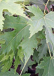 Silver Cloud Silver Maple (Acer saccharinum 'Silver Cloud') at A Very Successful Garden Center