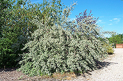 Silverscape Olive (Elaeagnus 'Jeffmorg') at Lakeshore Garden Centres