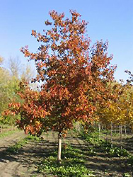 Ventura Maple (Acer 'Ventura') at Stonegate Gardens