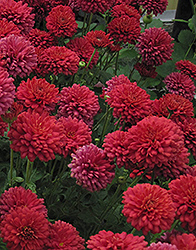 Power Surge Chrysanthemum (Chrysanthemum 'Jefsurge') at A Very Successful Garden Center