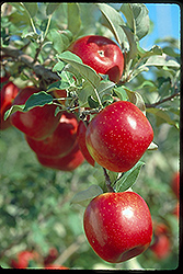 Prairie Spy Apple (Malus 'Prairie Spy') at Lakeshore Garden Centres