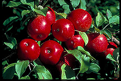 Haralson Apple (Malus 'Haralson') at Stonegate Gardens
