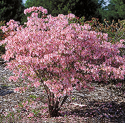 Pink Lights Azalea (Rhododendron 'Pink Lights') at The Mustard Seed