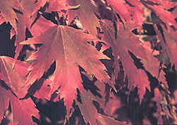 Firefall Maple (Acer x freemanii 'Firefall') at Stonegate Gardens