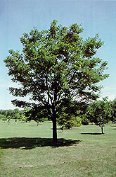 Macho Cork Tree (Phellodendron amurense 'Macho') at Stonegate Gardens