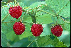 Nordic Raspberry (Rubus 'Nordic') at A Very Successful Garden Center
