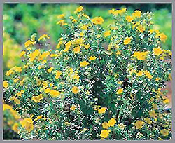 Dakota Goldrush Potentilla (Potentilla fruticosa 'Absaraka') at A Very Successful Garden Center