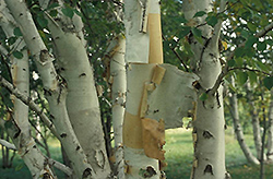Prairie Dream Paper Birch (Betula papyrifera 'Varen') at Stonegate Gardens