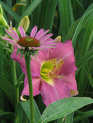Whimsical Daylily (Hemerocallis 'Whimsical') at A Very Successful Garden Center