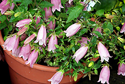 Pink Chimes Bellflower (Campanula punctata 'Pink Chimes') at A Very Successful Garden Center