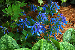 Blue Corydalis (Corydalis elata) at A Very Successful Garden Center