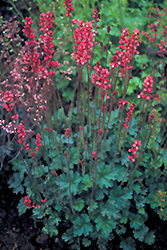 Magic Wand Coral Bells (Heuchera 'Magic Wand') at A Very Successful Garden Center