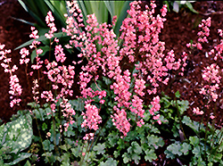 Strawberry Candy Coral Bells (Heuchera 'Strawberry Candy') at Lakeshore Garden Centres