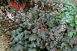 Chocolate Lace Foamy Bells (Heucherella 'Chocolate Lace') at Lakeshore Garden Centres