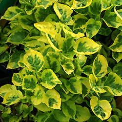 Miranda Hydrangea (Hydrangea macrophylla 'Miranda') at A Very Successful Garden Center