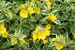 Spring Gold Sundrops (Oenothera tetragona 'Spring Gold') at A Very Successful Garden Center
