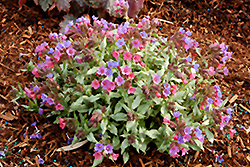 Berries And Cream Lungwort (Pulmonaria 'Berries And Cream') at A Very Successful Garden Center