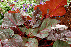 Ace Of Hearts Ornamental Rhubarb (Rheum 'Ace Of Hearts') at Lakeshore Garden Centres