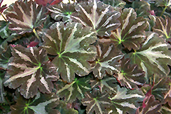 Silver Velvet Saxifrage (Saxifraga fortunei 'Silver Velvet') at Stonegate Gardens