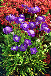 Ultra Violet Pincushion Flower (Scabiosa caucasica 'Ultra Violet') at Stonegate Gardens