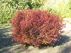 Atomic Amur Maple (Acer ginnala 'Durglobe') at Stonegate Gardens