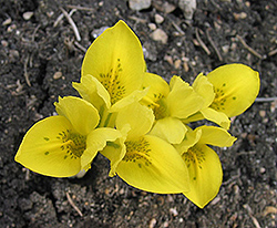 Dwarf Iris (Iris danfordiae) at A Very Successful Garden Center