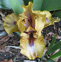 Echo Catcher Iris (Iris 'Echo Catcher') at A Very Successful Garden Center