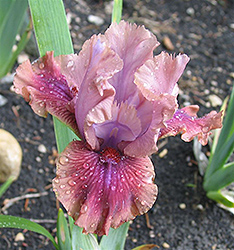 Graduate Iris (Iris 'Graduate') at A Very Successful Garden Center