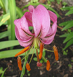 Nodding Lily (Lilium cernuum 'Pink') at A Very Successful Garden Center