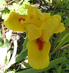 Circus Dragon Iris (Iris 'Circus Dragon') at A Very Successful Garden Center