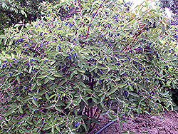 Berry Smart Belle Honeyberry (Lonicera caerulea 'Berry Smart Belle') at A Very Successful Garden Center