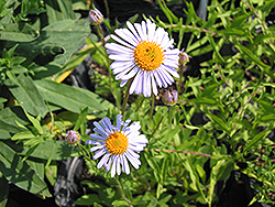 Spring Blue Aster (Aster tongolensis 'Spring Blue') at A Very Successful Garden Center