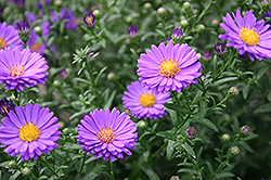 Days Aster (Symphyotrichum 'Days') at A Very Successful Garden Center