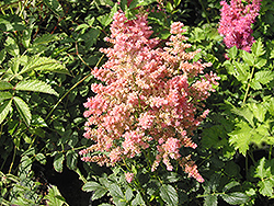 Country and Western Astilbe (Astilbe 'Country And Western') at The Mustard Seed
