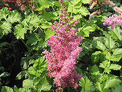 Stand and Deliver Astilbe (Astilbe 'Stand and Deliver') at Stonegate Gardens
